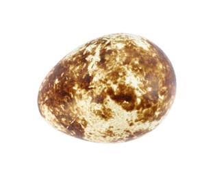 One speckled quail egg isolated on white, top view