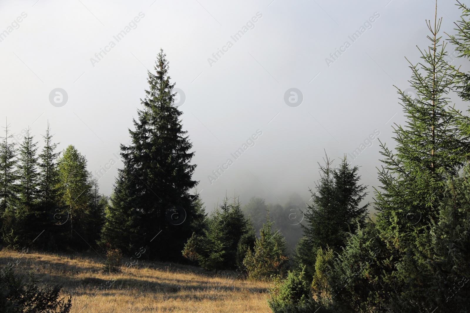 Photo of Picturesque view of foggy forest. Beautiful landscape