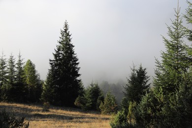 Picturesque view of foggy forest. Beautiful landscape