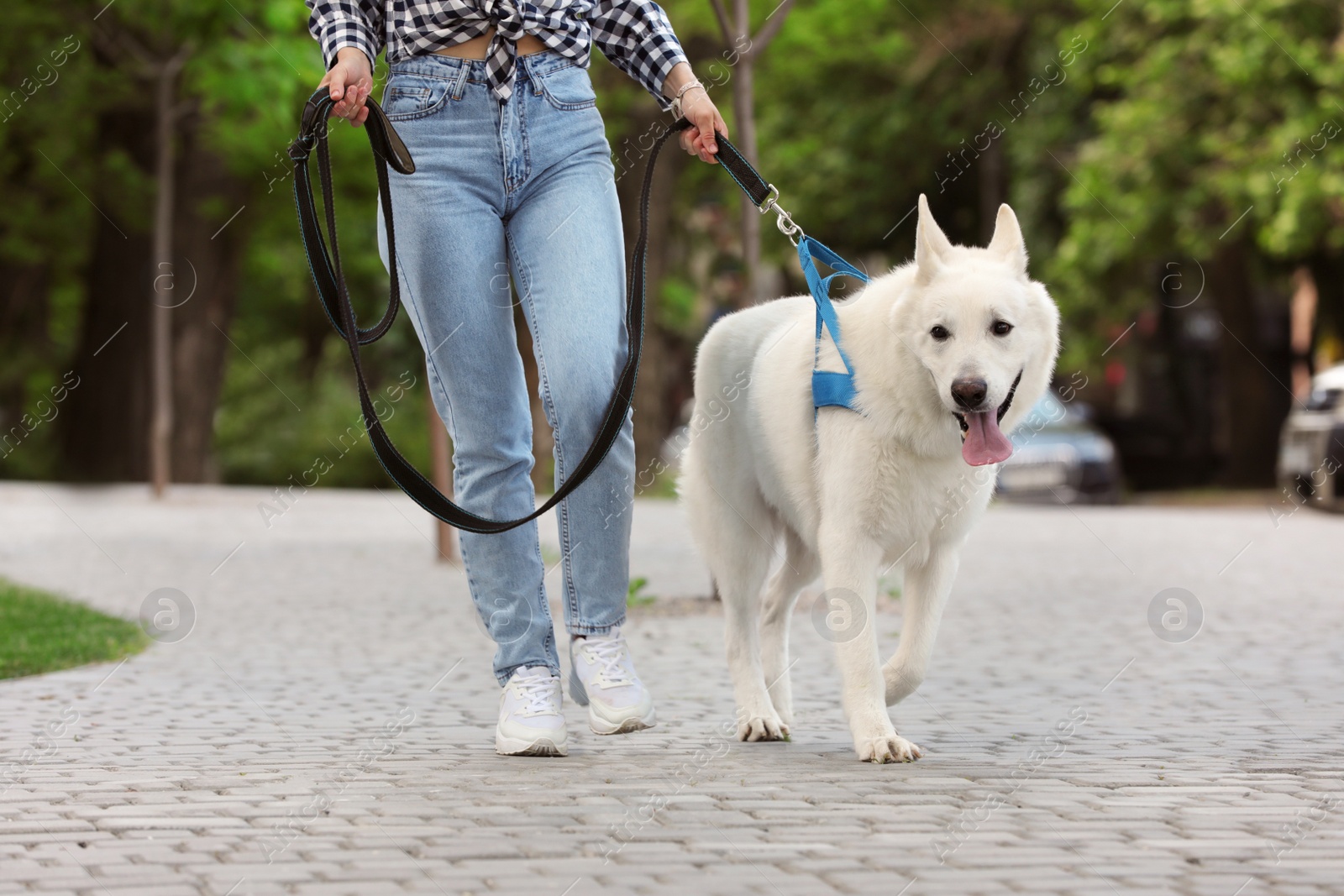 Photo of Young woman with her white Swiss Shepherd dog walking on city street, closeup