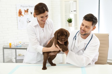 Photo of Veterinarian and his assistant examining cute Labrador puppy in clinic