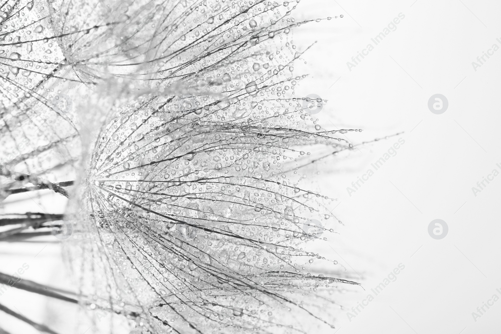 Photo of Dandelion seeds on grey background, close up. Black and white effect