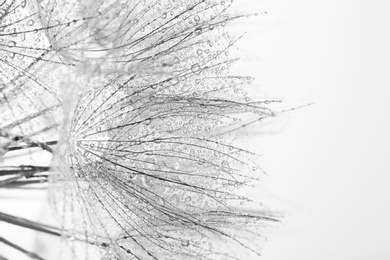 Photo of Dandelion seeds on grey background, close up. Black and white effect