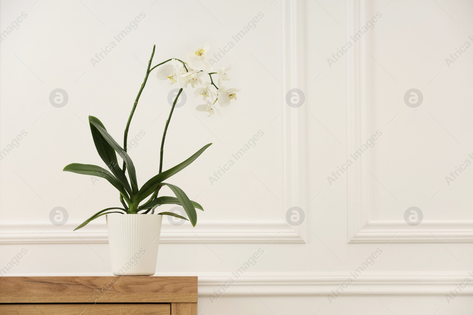 Photo of Blooming orchid flower in pot on wooden chest of drawers near white wall indoors, space for text