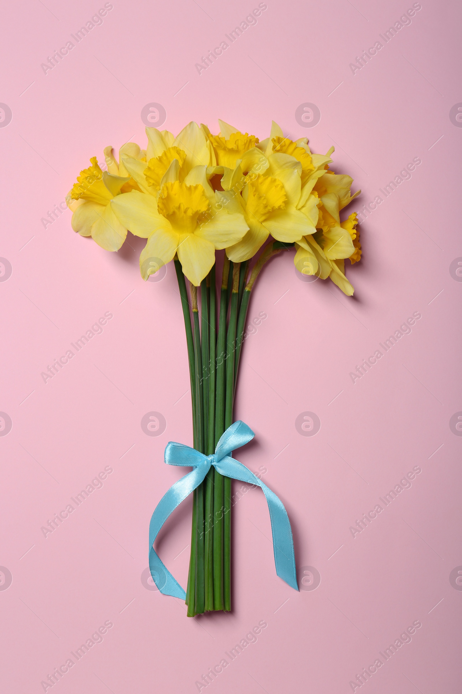 Photo of Bouquet of beautiful yellow daffodils on pink background, top view