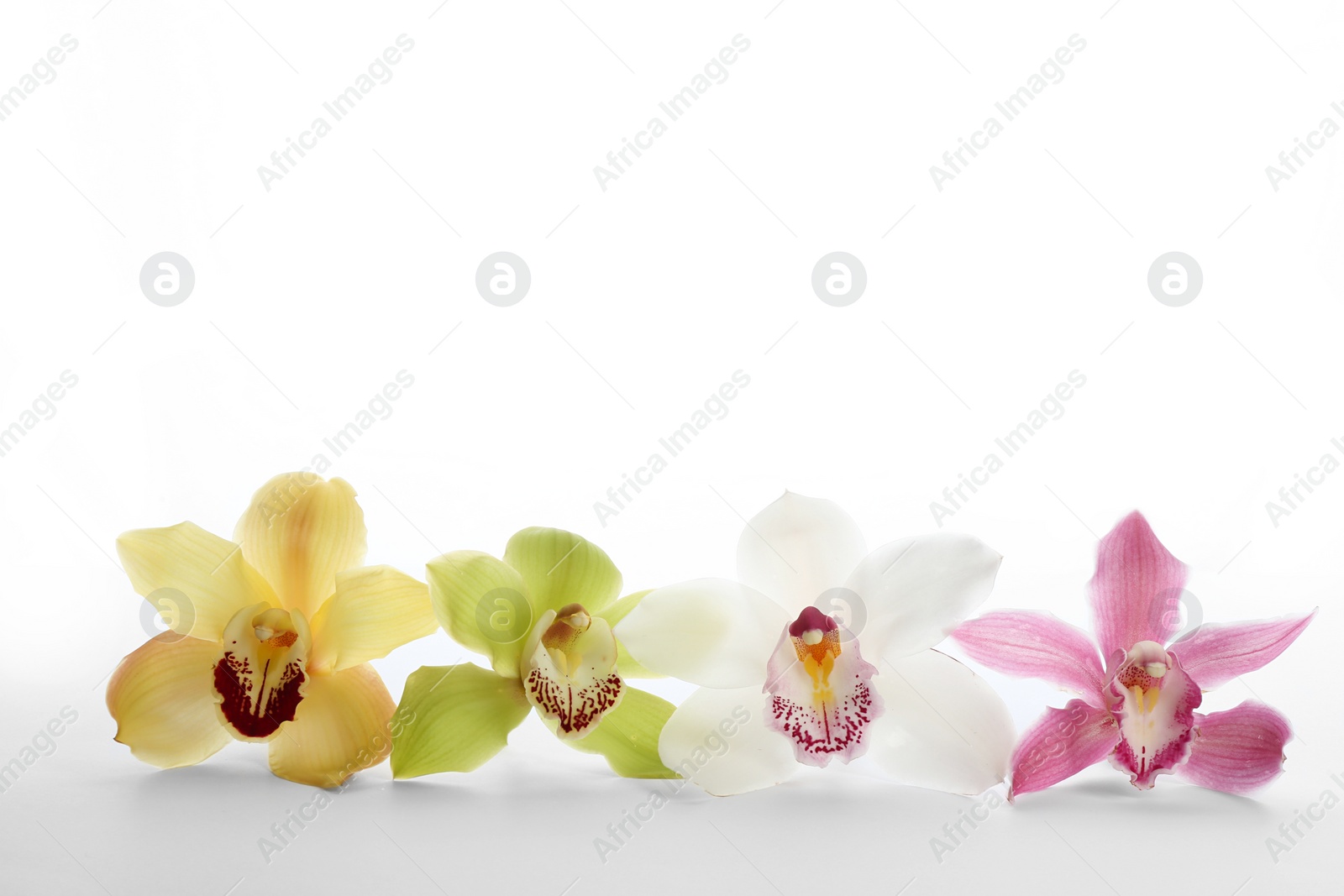 Photo of Beautiful tropical orchid flowers on white background