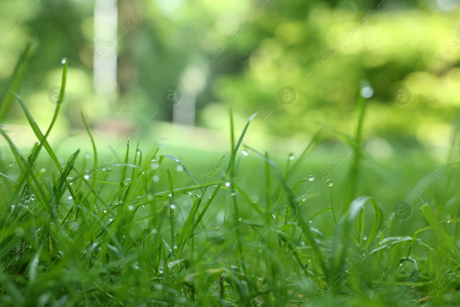 Photo of Fresh green grass with water drops growing outdoors in summer, closeup