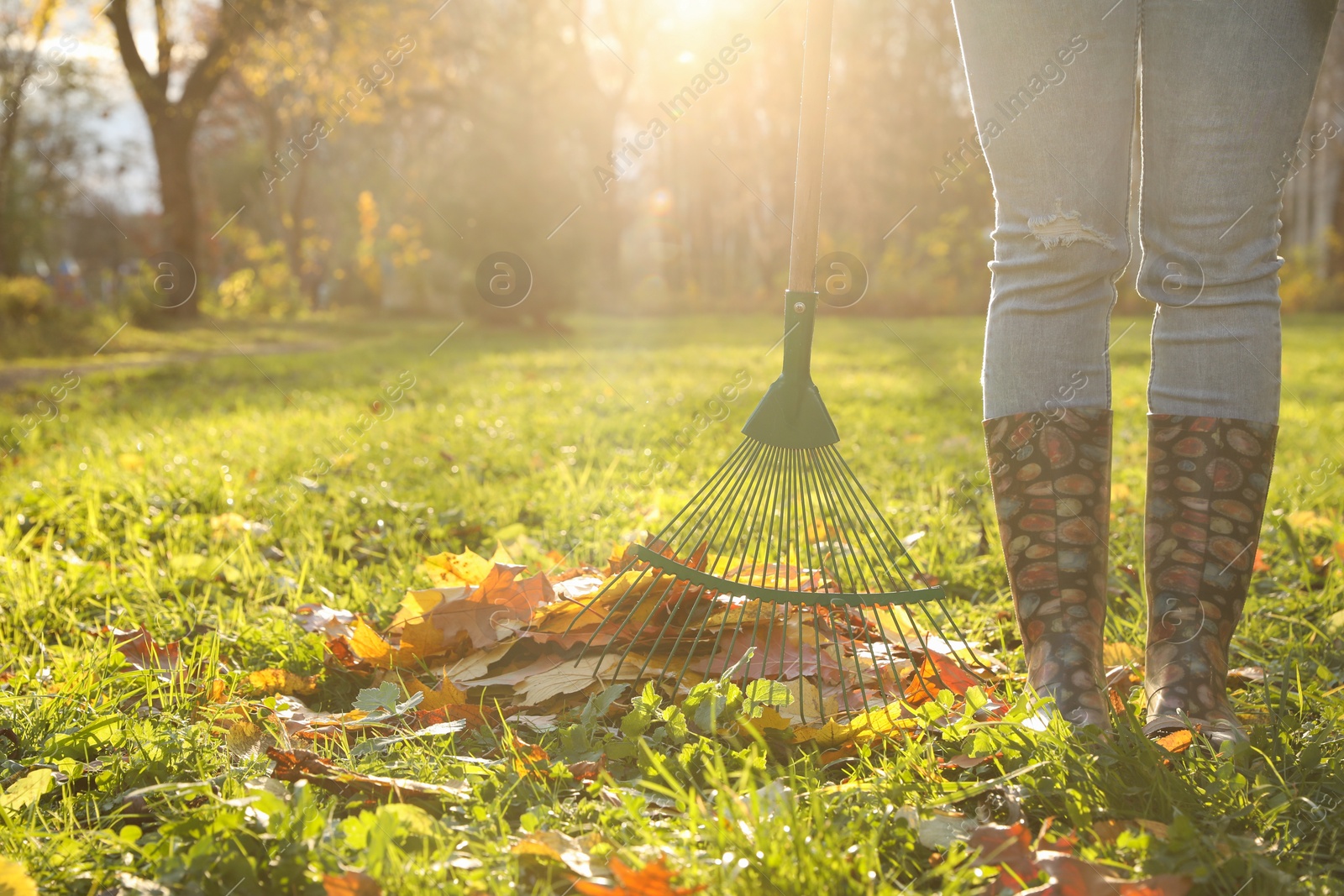 Photo of Woman raking fall leaves in park, closeup. Space for text