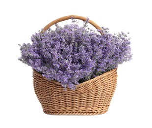 Fresh lavender flowers in basket on white background