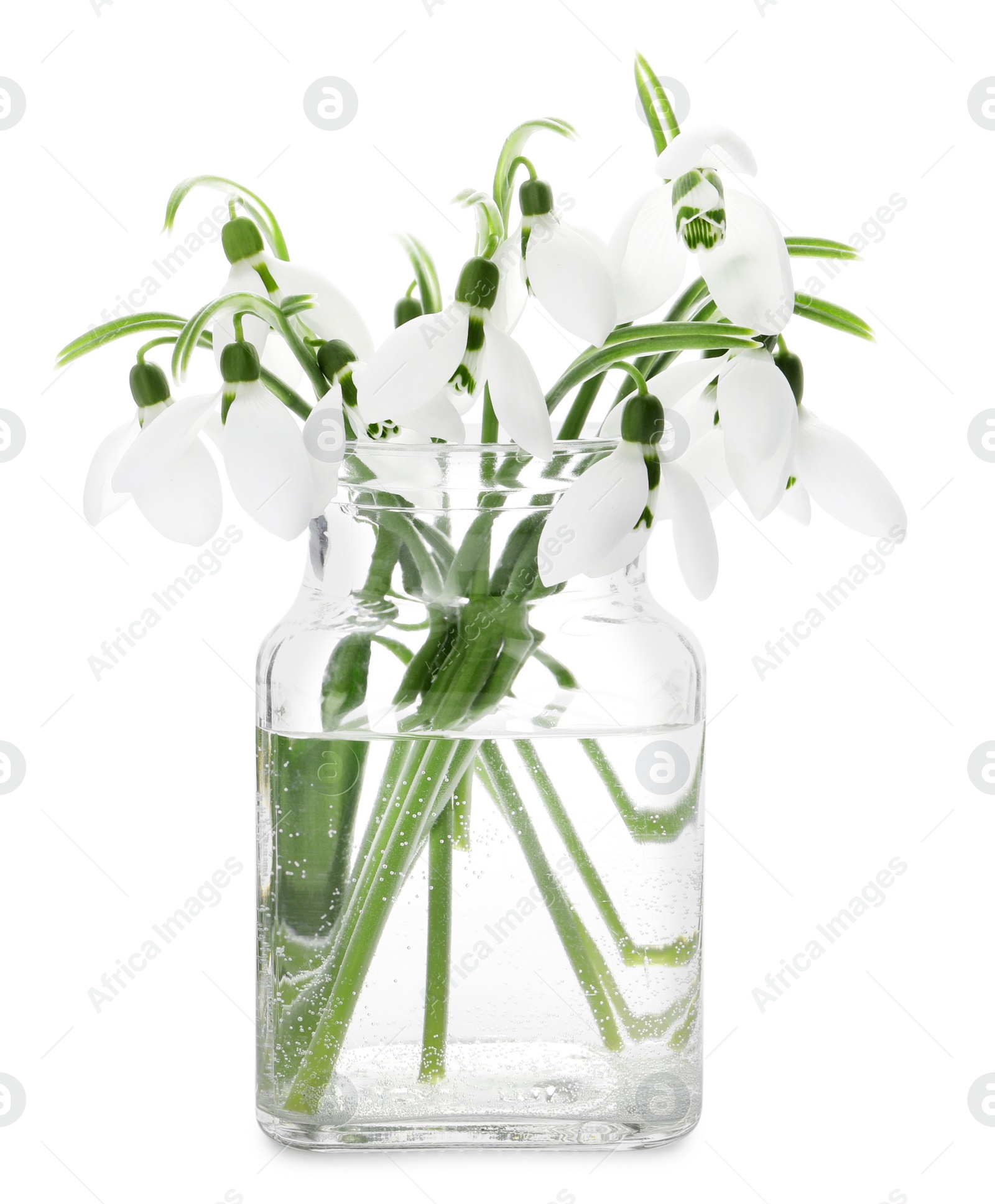 Photo of Beautiful snowdrops in vase isolated on white. Spring flowers