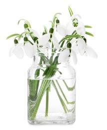 Photo of Beautiful snowdrops in vase isolated on white. Spring flowers