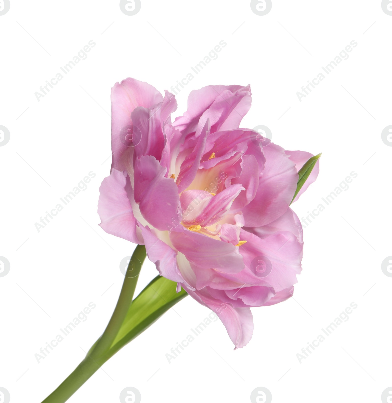 Photo of Beautiful colorful tulip flower isolated on white