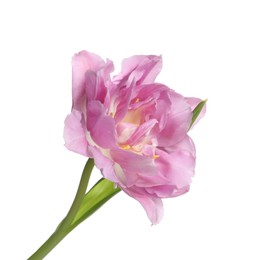 Photo of Beautiful colorful tulip flower isolated on white