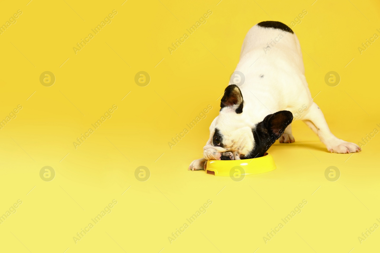 Photo of French bulldog eating food from bowl on yellow background. Space for text