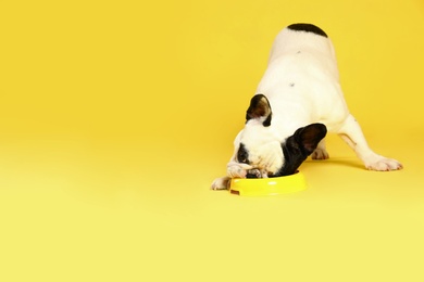 French bulldog eating food from bowl on yellow background. Space for text