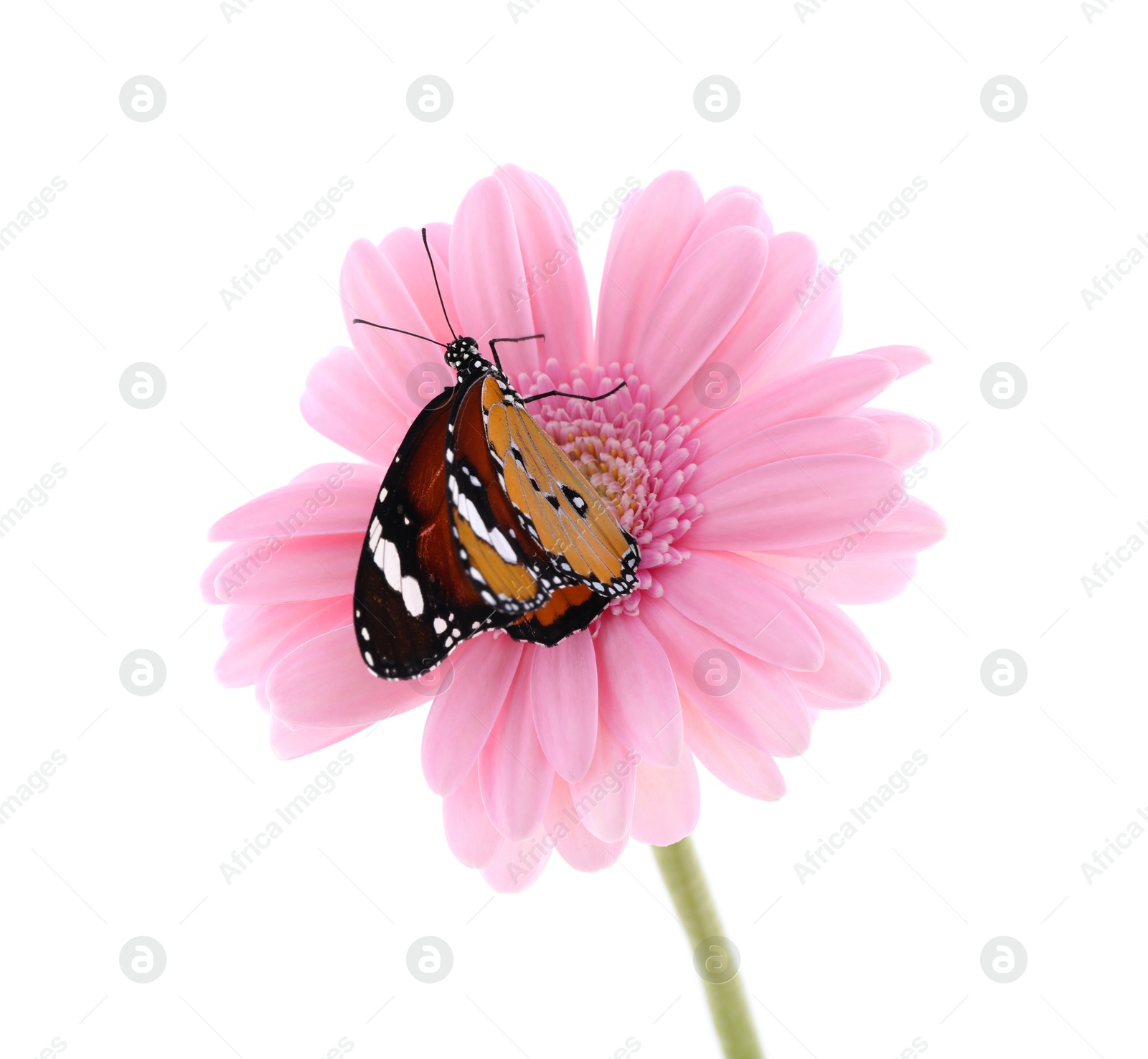 Photo of Flower with beautiful painted lady butterfly isolated on white