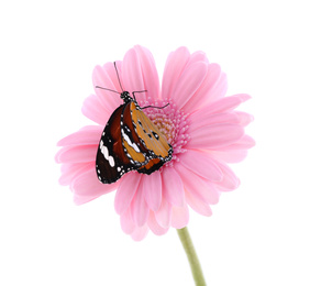 Photo of Flower with beautiful painted lady butterfly isolated on white