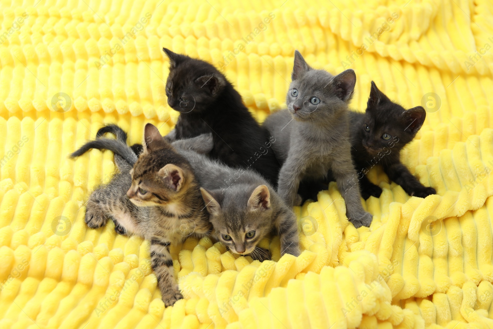 Photo of Cute fluffy kittens on blanket indoors. Baby animals