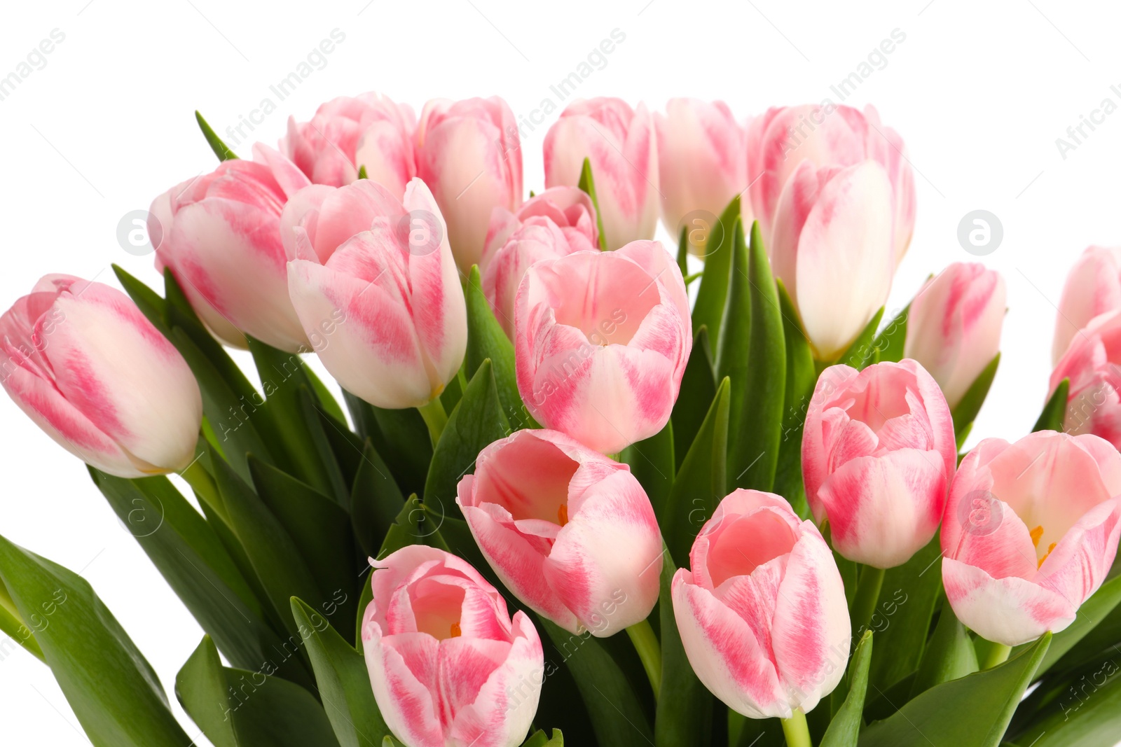 Photo of Bouquet of beautiful tulips isolated on white