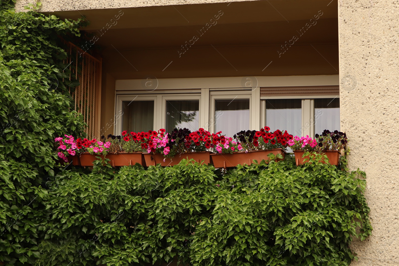 Photo of Balcony decorated with beautiful colorful flowers and green plant