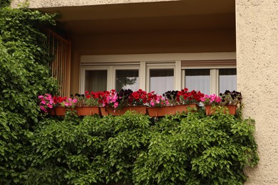 Balcony decorated with beautiful colorful flowers and green plant