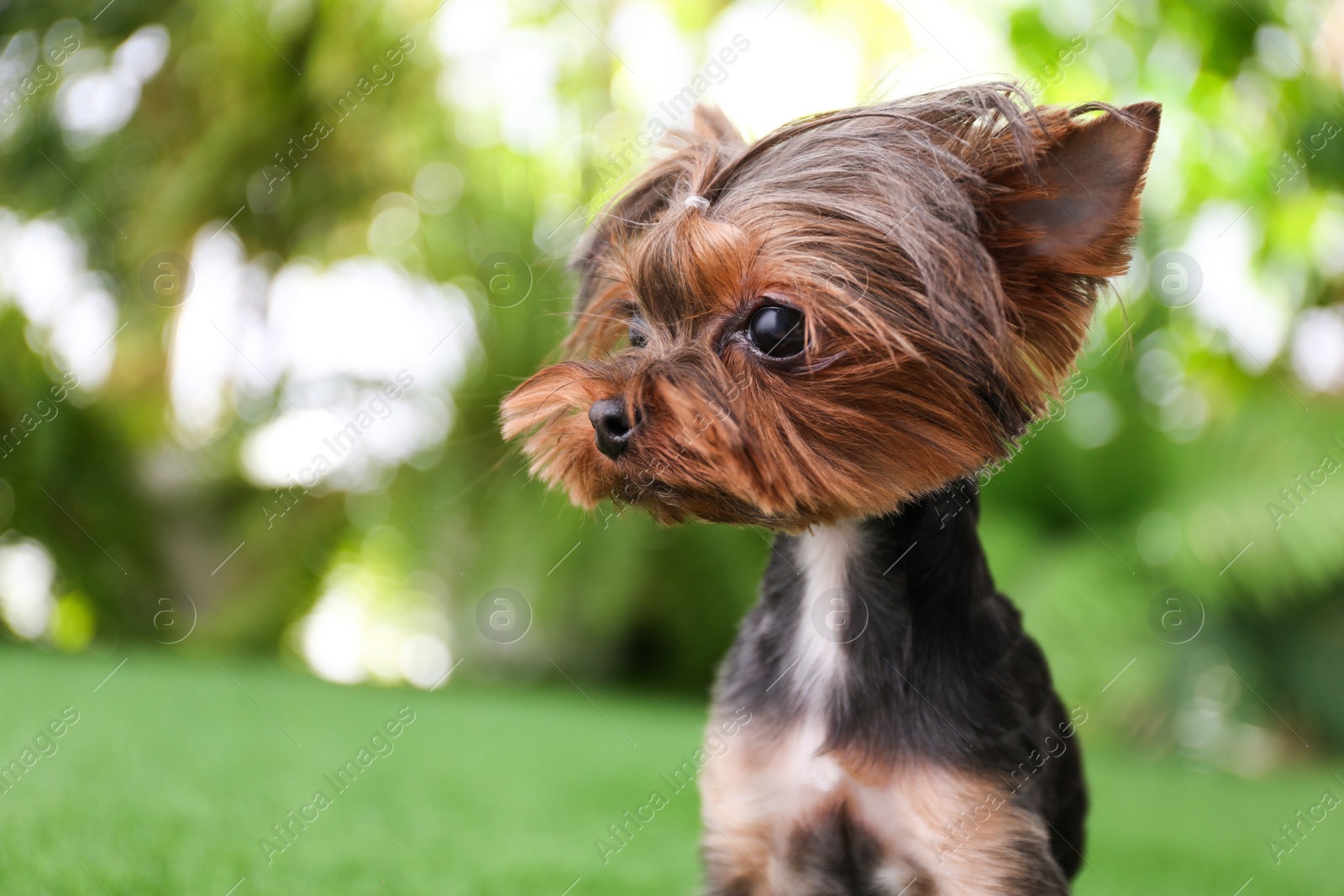 Photo of Cute Yorkshire terrier in garden. Lovely dog