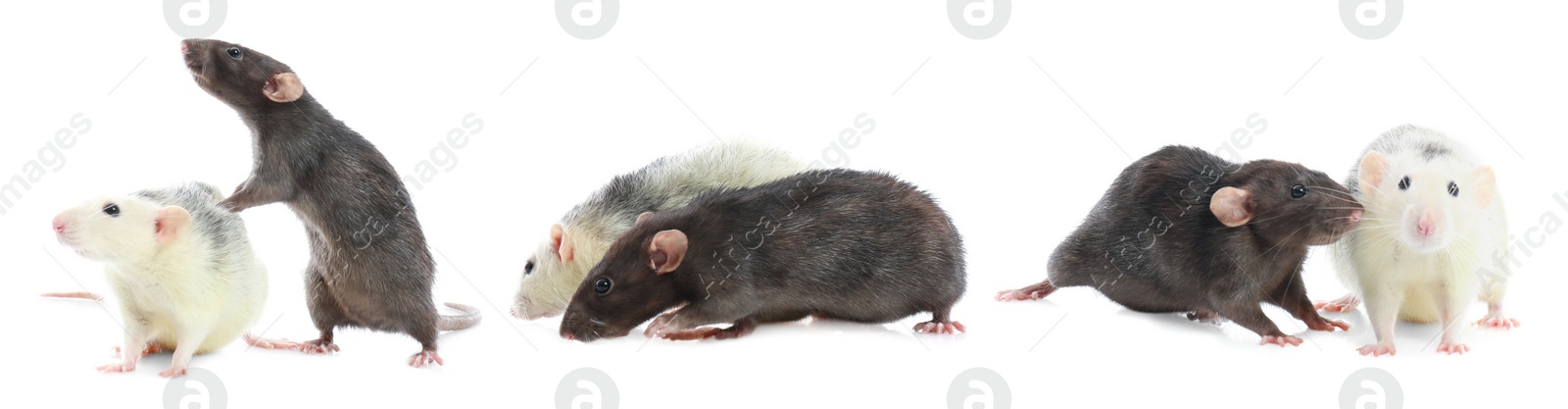 Image of Set of cute little rats on white background. Banner design