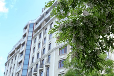 Photo of Beautiful acacia tree with green leaves and white flowers near modern building, low angle view. Space for text