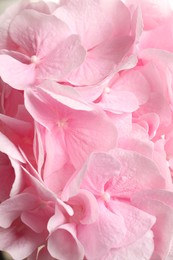 Photo of Beautiful pink hortensia flowers as background, closeup