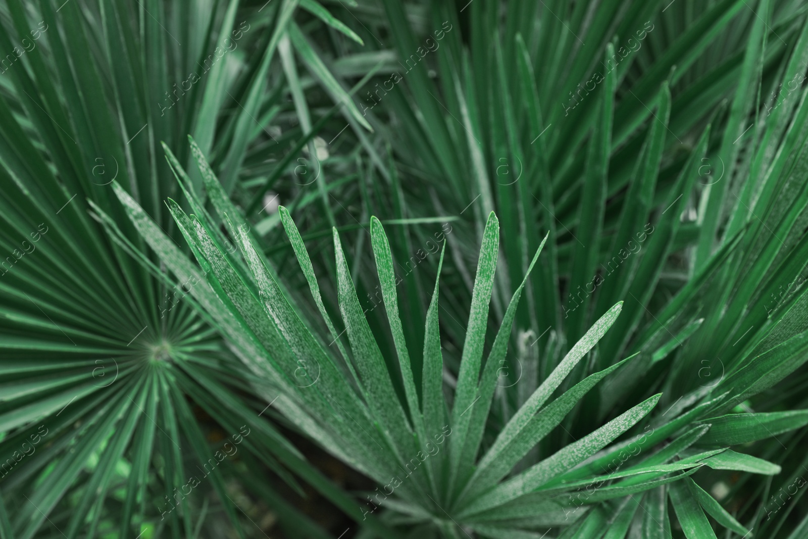 Photo of Beautiful green tropical leaves outdoors, closeup view