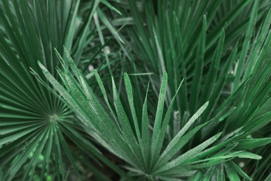 Beautiful green tropical leaves outdoors, closeup view