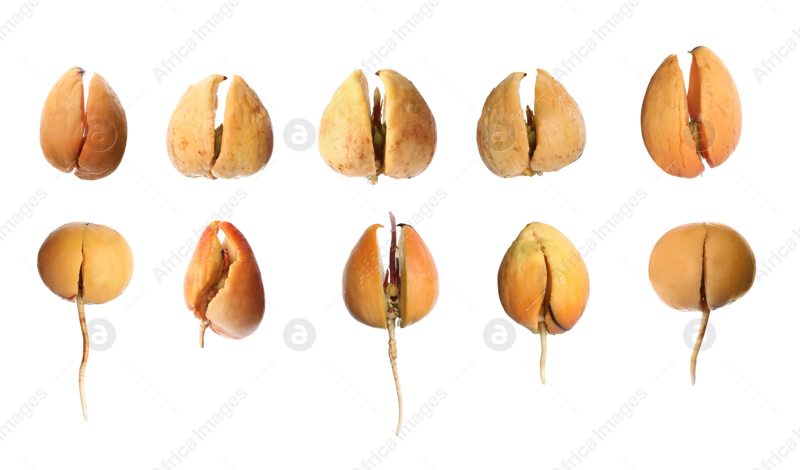 Image of Collage with process of avocado growing on white background, banner design 