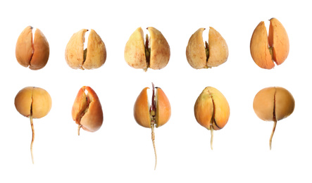 Image of Collage with process of avocado growing on white background, banner design 