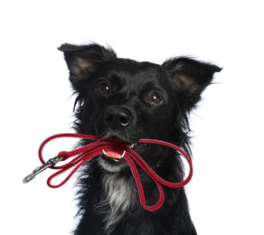 Image of Cute dog holding leash in mouth on white background