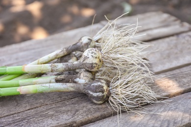 Fresh ripe garlic bulbs on wooden table