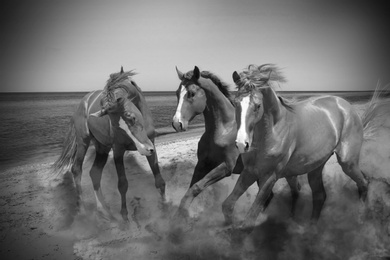 Beautiful horses kicking up dust while running near sea, black and white effect