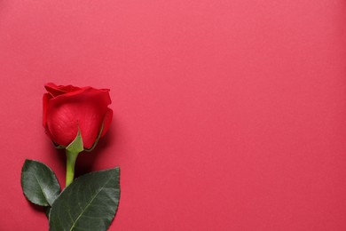 Photo of One beautiful rose on red background, top view. Space for text