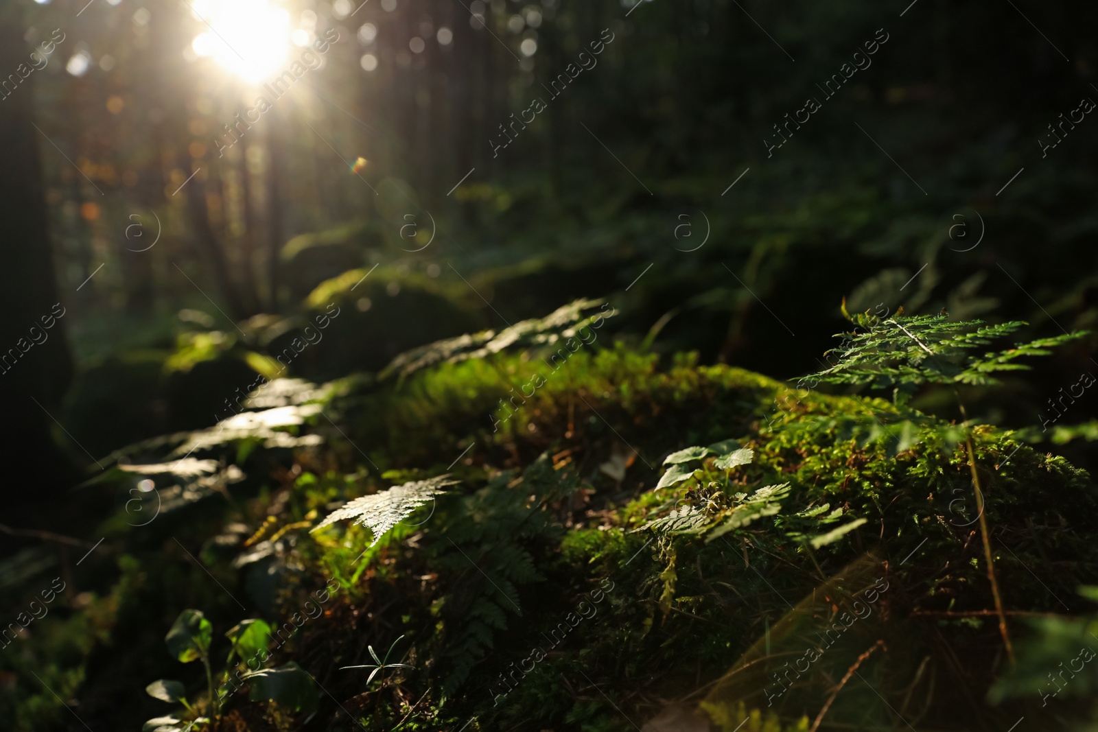 Photo of Beautiful view of moss and plant on stones under in forest, closeup