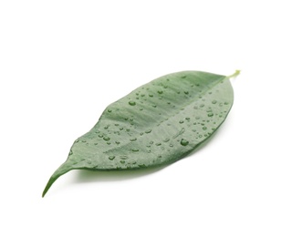 Fresh green ficus leaf on white background