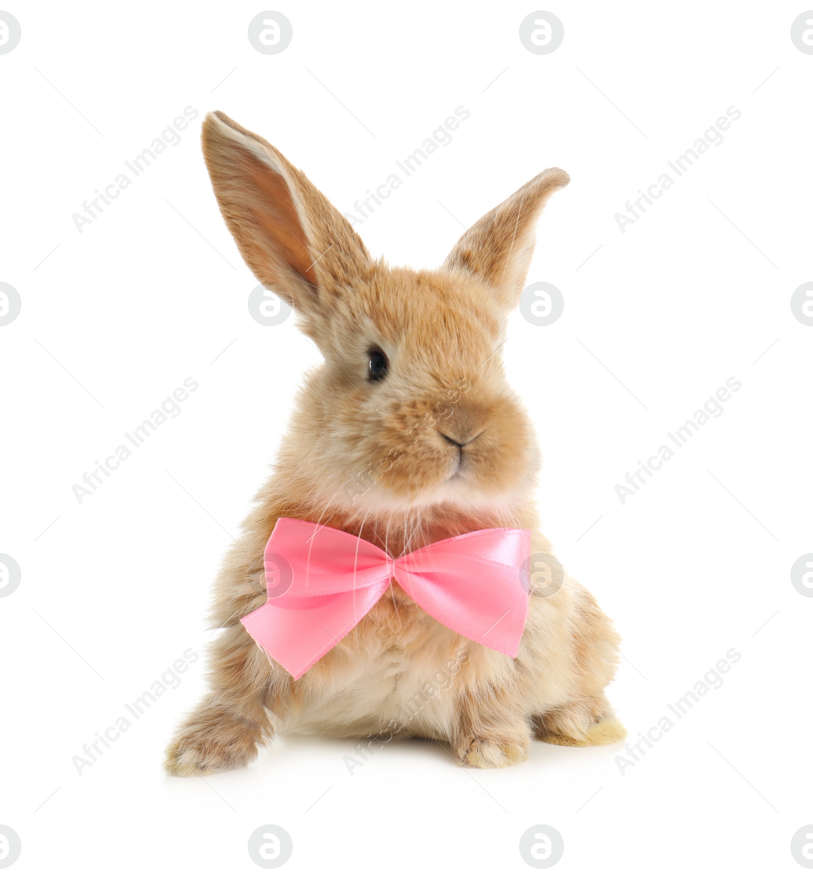 Photo of Adorable furry Easter bunny with cute bow tie on white background