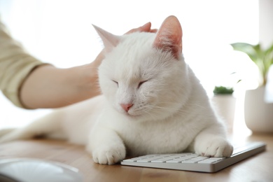 Photo of Adorable white cat lying on keyboard and distracting owner from work, closeup