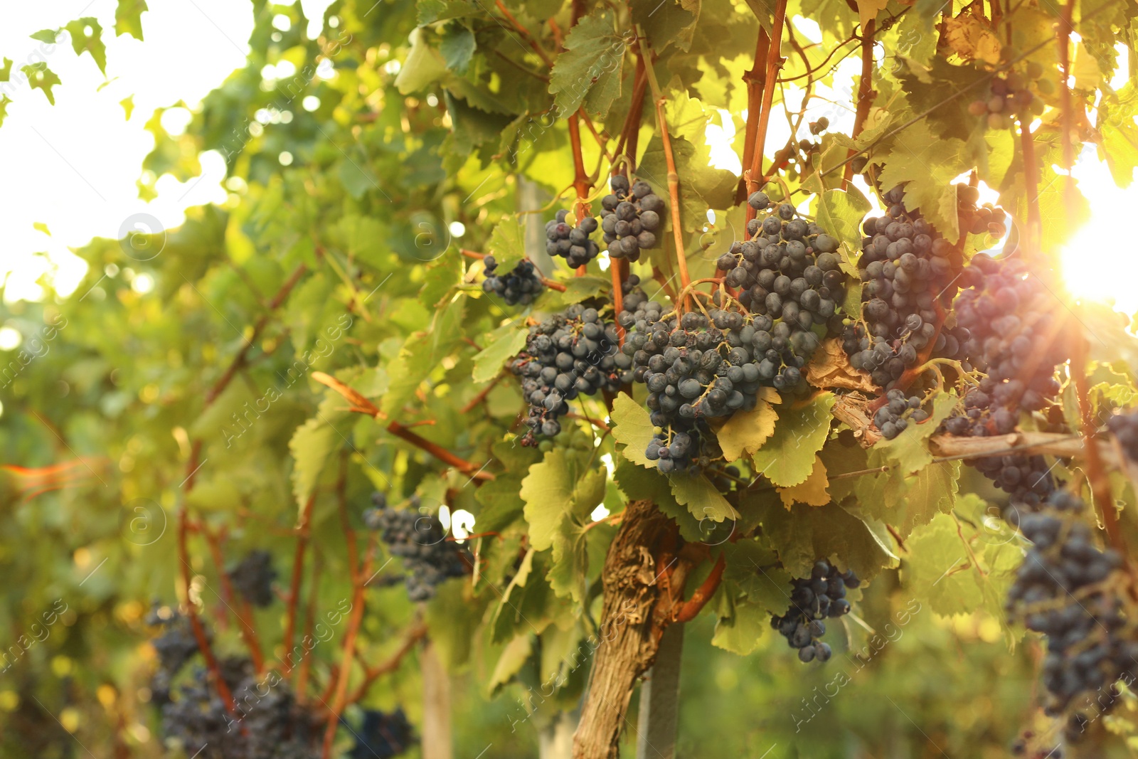 Photo of Fresh ripe juicy grapes growing on branches in vineyard