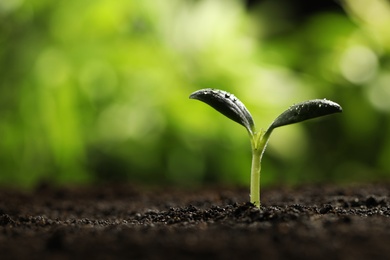 Photo of Green seedling with water drops on leaves growing in soil, closeup. Space for text