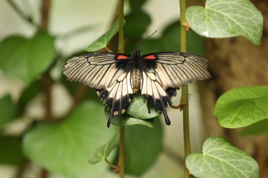 Beautiful exotic butterfly on green plant outdoors