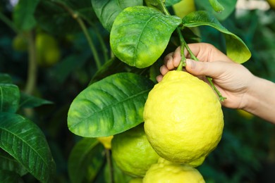 Photo of Woman picking ripe lemon from branch outdoors, closeup