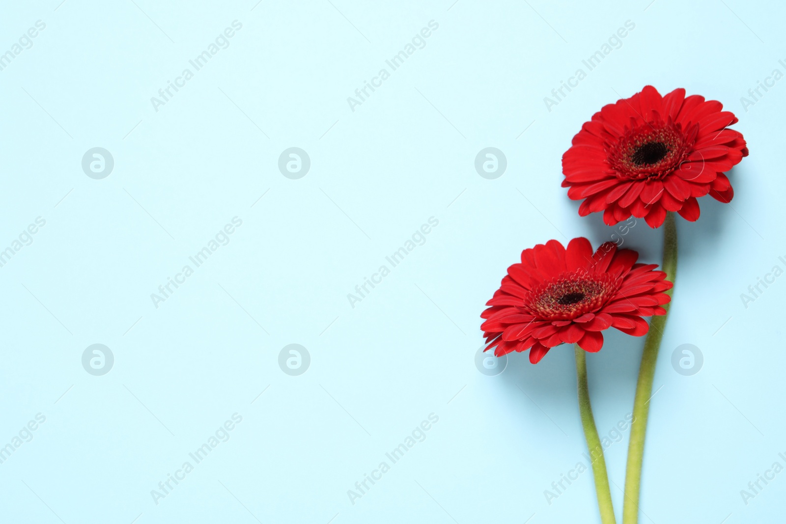 Photo of Beautiful bright red gerbera flowers on light blue background, flat lay. Space for text