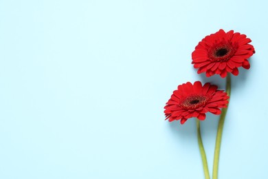 Beautiful bright red gerbera flowers on light blue background, flat lay. Space for text