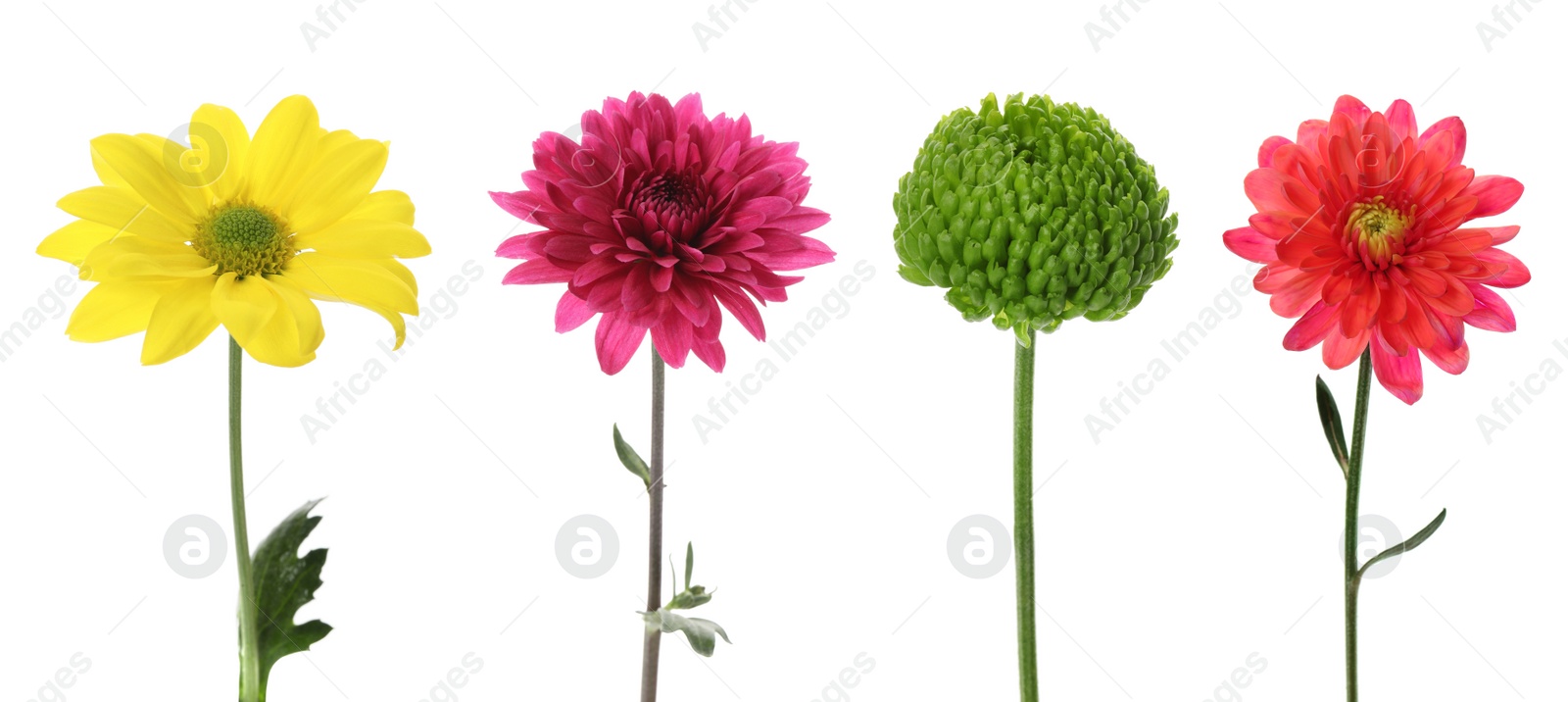 Image of Set with different beautiful chrysanthemum flowers on white background. Banner design