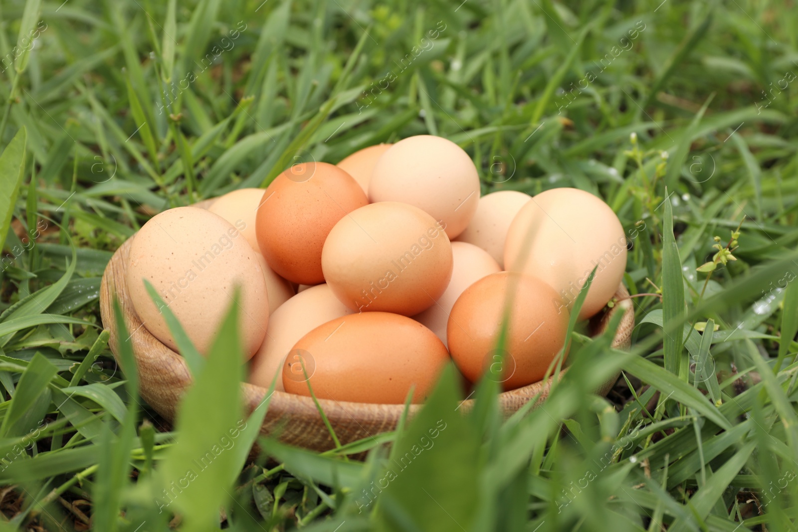 Photo of Fresh chicken eggs on green grass outdoors, closeup