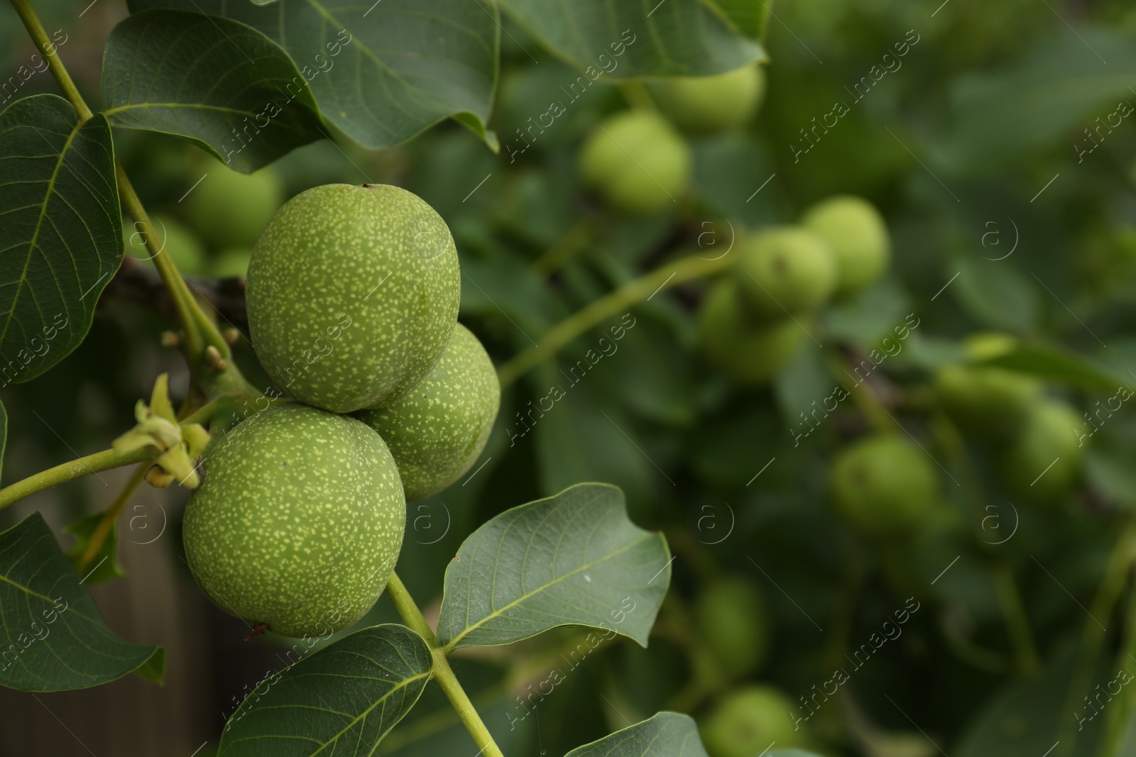 Photo of Green unripe walnuts on tree branch, closeup